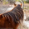Asseteague Horses-5960.jpg