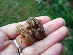 13-year and dog-day cicada shells 13-year and dog-day cicada shells
