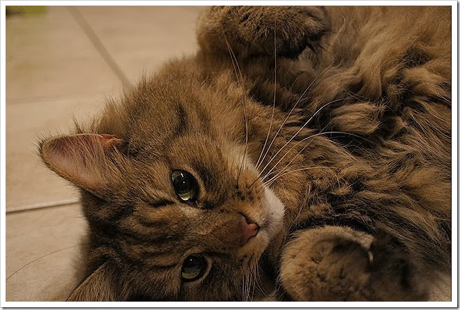 domestic-long-hair-cat-public-domain-picture (307)