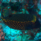 Koffer-Fisch, Komodo