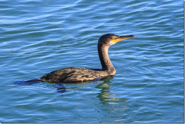 Dover_Shag-1 Dover_Shag-1