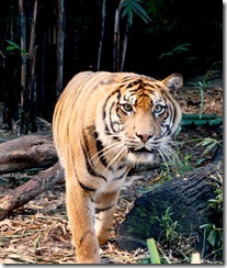 Tiger family, Taronga Zoo