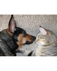 Apparently the western interpretation of the Eskimo kiss is based on a greeting in Eskimo culture called 'Kunik.'
Pinta and Tiger. Contributed by furfun.