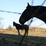"Attracting Attention in Wilmot, Ohio" - copyright Tim Pawlak