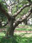 Park