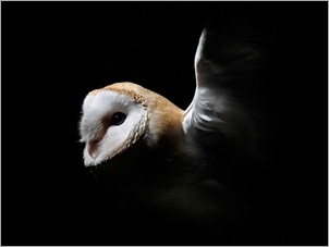 Barn Owl . Jed Wee