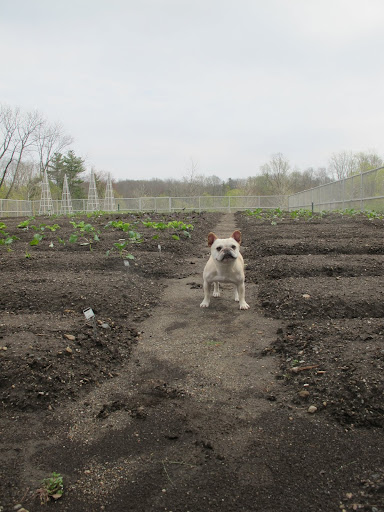 Yoo-hoo, Ryan!  I'm here to help plant the Chicken Salad!