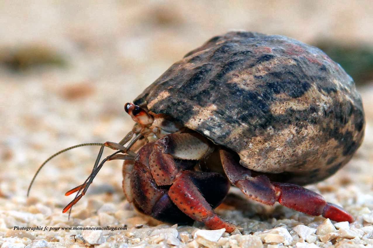 Bernard l hermite Monanneeaucollege bernard l hermite