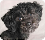 Miniature Poodle Bogie, from Chicago, is a little shy but super cuddly and loving. He gets along with other dogs and just wants a home to call his own!