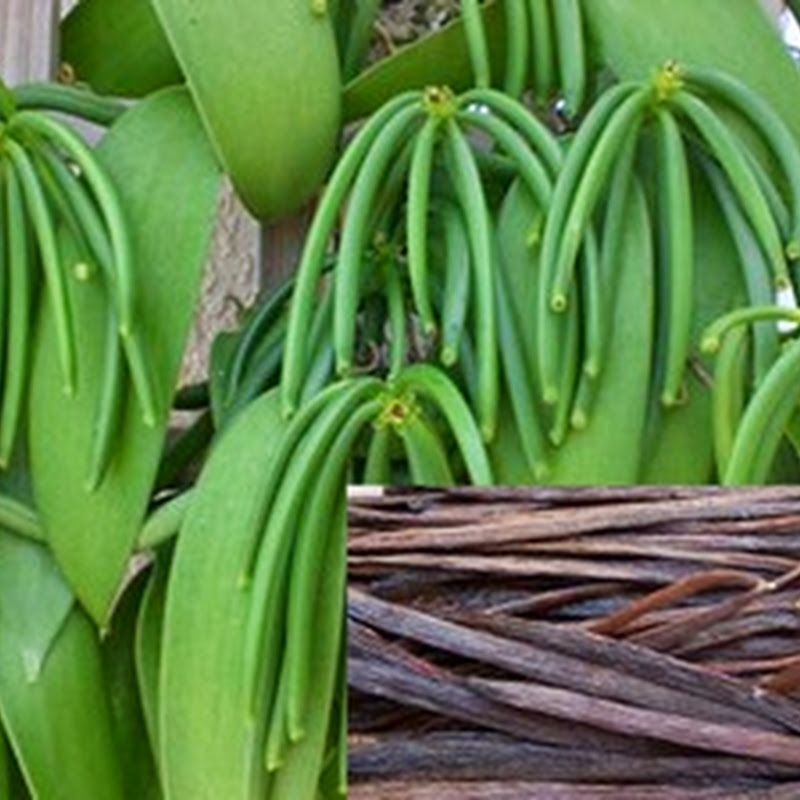 ciri-ciri tanaman vanili
