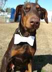 Achilles is from HALO Animal Rescue in Phoenix, Arizona.To learn more about Achilles, click on the link to the shelter below.