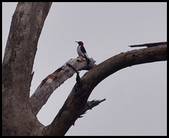 03f3 - Red Headed Woodpecker