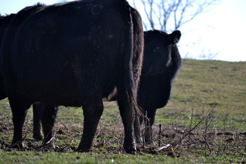 [hiding%2520heifer%255B3%255D.jpg]
