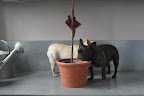 I've heard that there's a much larger version of this flower called Amorphophallus 'titanum' and when that thing blooms, one can actually get ill from smelling it.