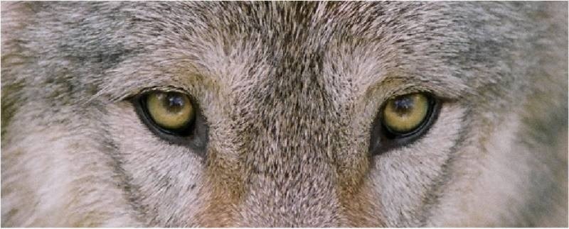 [eyes-of-the-wolf%255B2%255D.jpg]