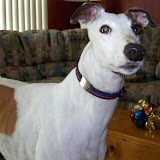 petey.jpg