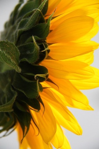 zonnig zonnig