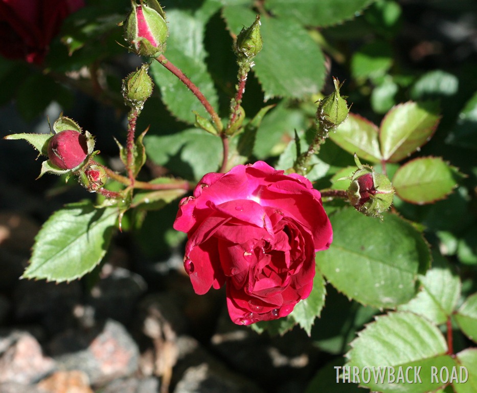 [rose%2520001%255B3%255D.jpg]