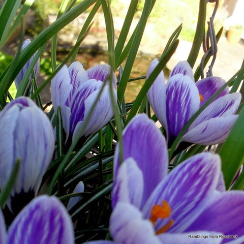 crocus