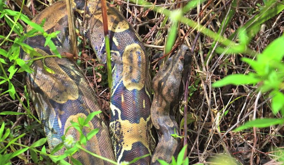 Boa constrictor L., 1758. Piste de Coralie (Guyane). 28 novembre 2011. Photo : M. Belloin