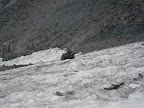 Bear Rock. Unofficial mascot of Camp Muir?