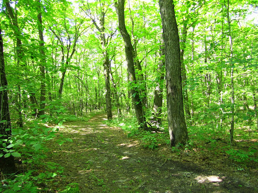Wavy Gravy trail