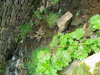 It prefers to grow along a streamside - here's proof!