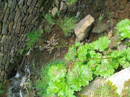 It prefers to grow along a streamside - here's proof!