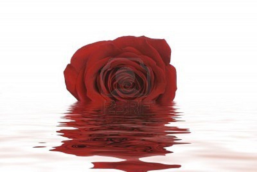 [765679-a-single-red-rose-lays-in-a-shallow-water-the-reflection-is-seen-in-the-ripples-of-the-water%255B2%255D.jpg]