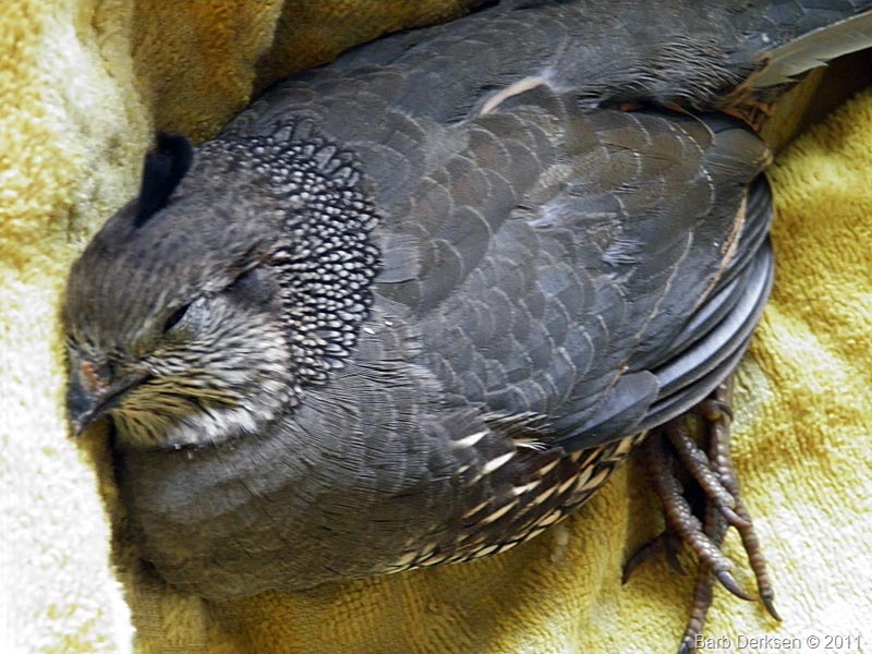[injured-quail-1%255B9%255D.jpg]
