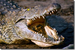 PredatorWeapons_02_WorldsDeadliest.JPG