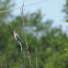 Blue Jay
