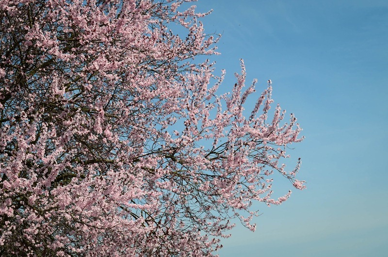 spring walk26 spring walk26