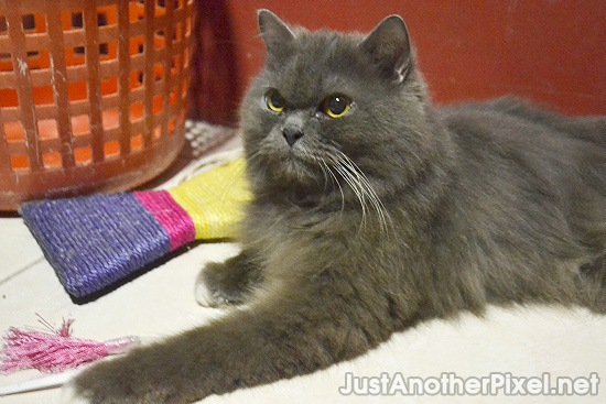Bochok looking all fierce LOL