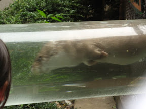 River Otter in a tube.