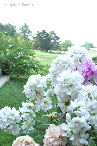 [spring%2520garden%25202013-6%255B7%255D.jpg]