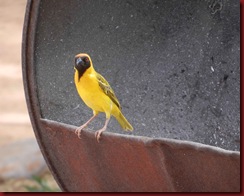Weaver-Bird,-SOlitaire-for-web2 Weaver-Bird,-SOlitaire-for-web2