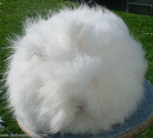 coelho angora peludo desbaratinando (20) coelho angora peludo desbaratinando (20)