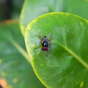 fly