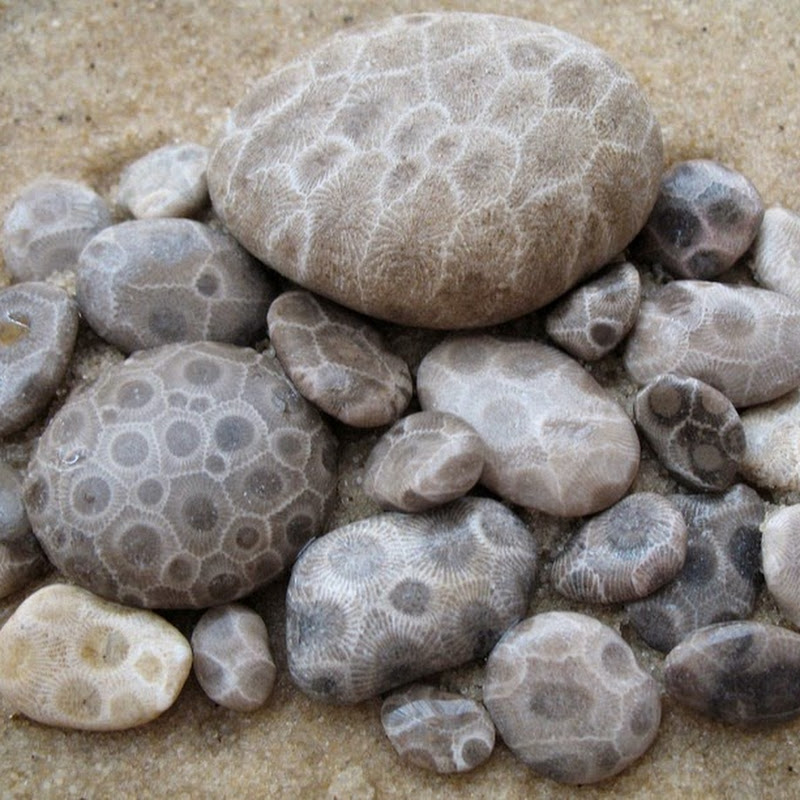 Petoskey Stones of Michigan