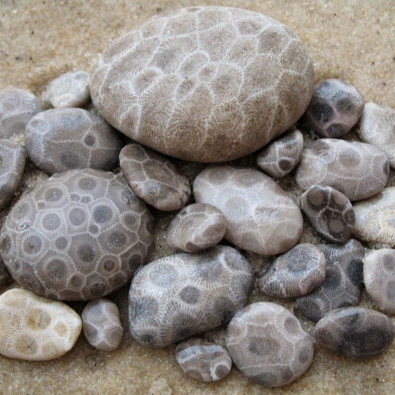 Natural Petoskey Stones Natural Petoskey Stones
