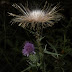 Summer%252520119