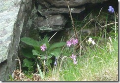 campion, cuckoo flower and bluebell