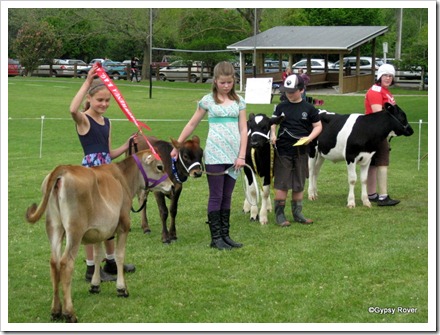 Prize giving after the calf judging at Koputaroa School Agricultural day.