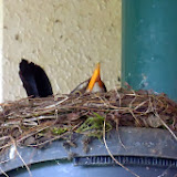Merel heeft al een nest.jpg