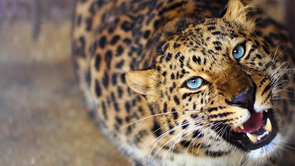 [leopard-eyes-1920x1080%255B4%255D.jpg]