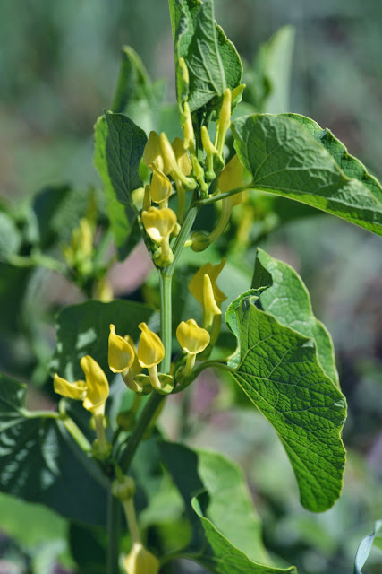 Aristoloche (Aristolochia clematitis L.), PHL de Zerynthia polyxena. Le Vigier, commune de Lagorce (Ardèche), 19 avril 2014. Photo : L. Voisin