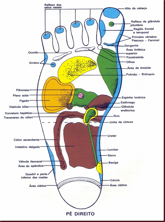 Reflexologia Mapa do Pé Direito Reflexologia Mapa do Pé Direito