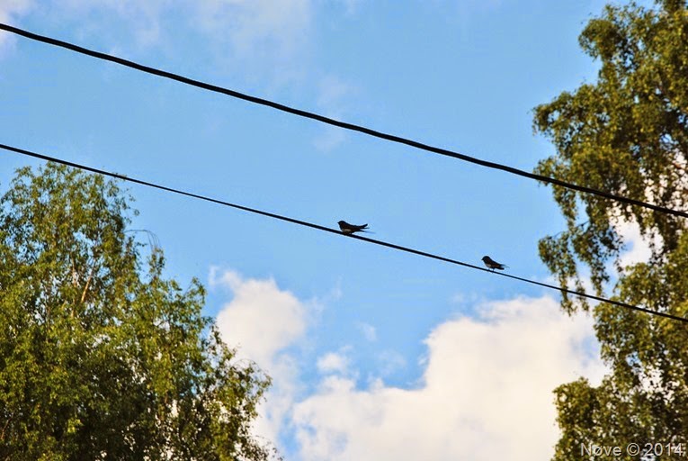 DSC_2912 DSC_2912