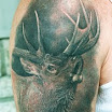 Elk #3
